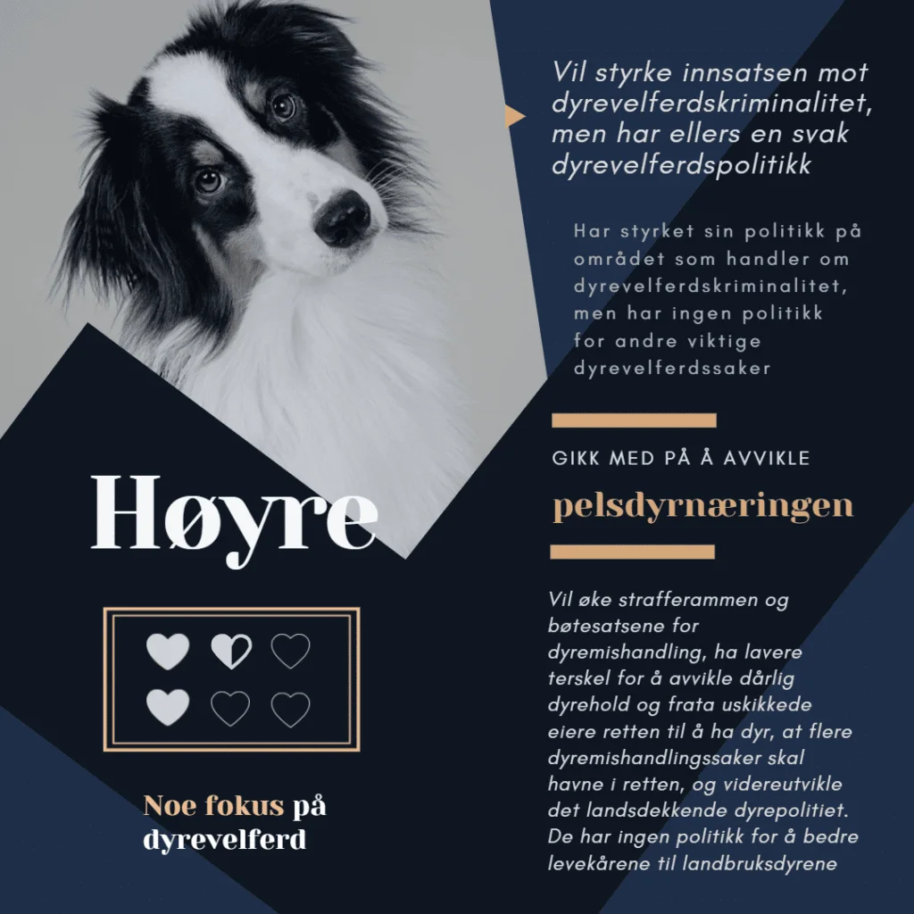 Valg 2021: Hvilke partier er mest dyrevennlige? – ingredienser
