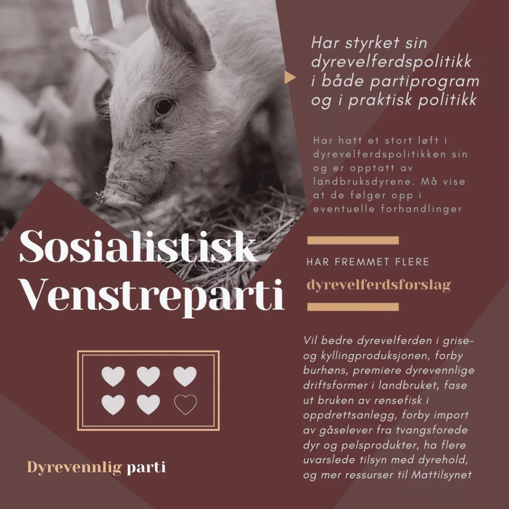 Valg 2021: Hvilke partier er mest dyrevennlige? – serveringsforslag